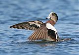 American Wigeon